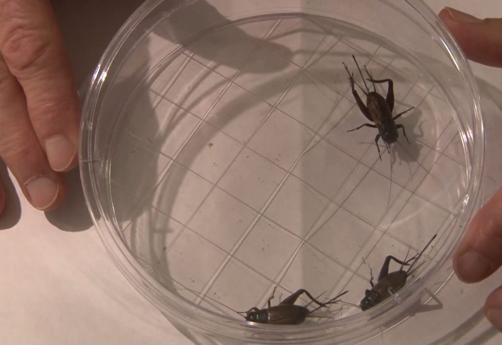 3 crickets in a bowl