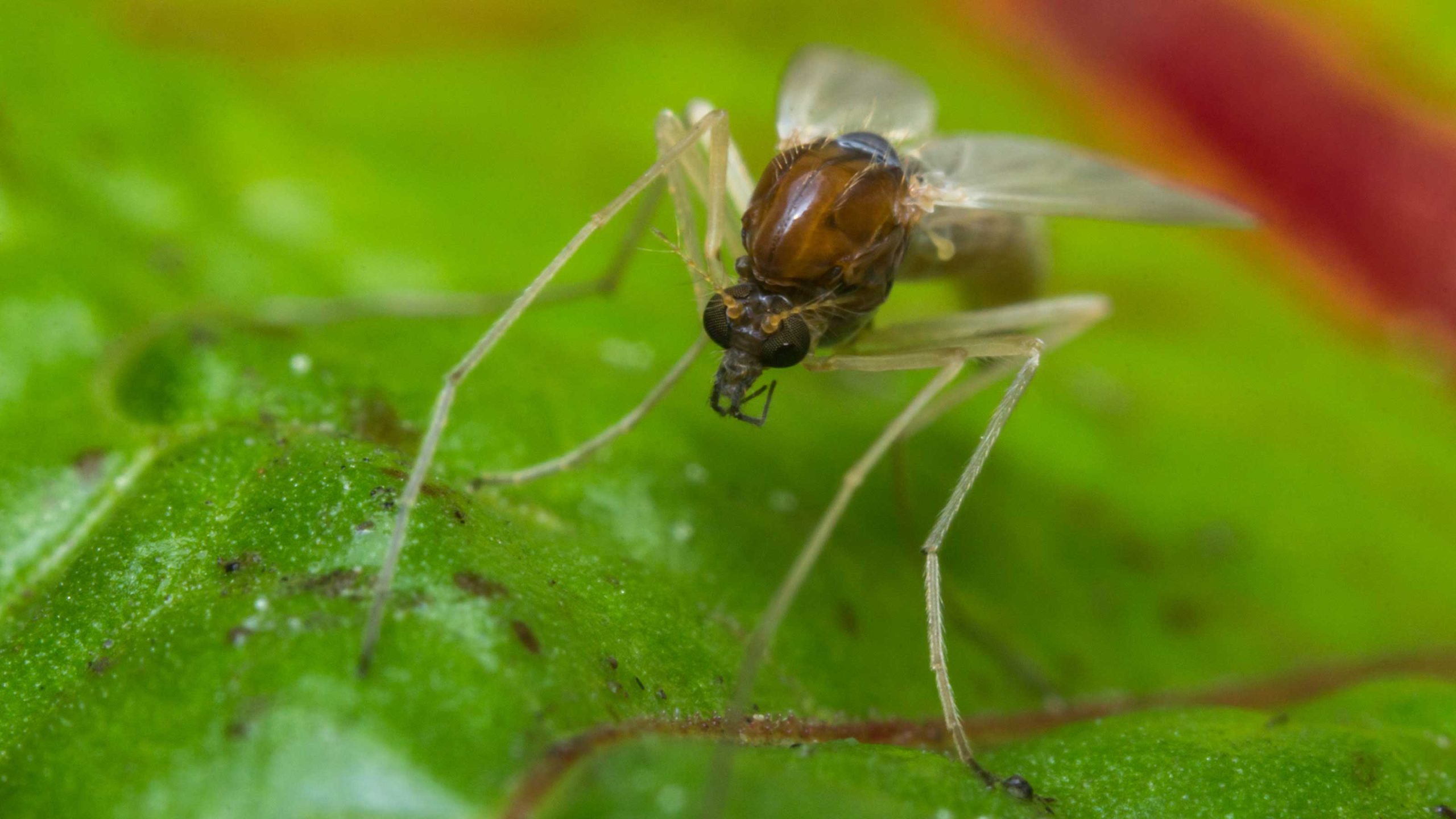 Close-up image of a no-see-um (biting midge) on a green leaf, showing its translucent wings and slender legs
