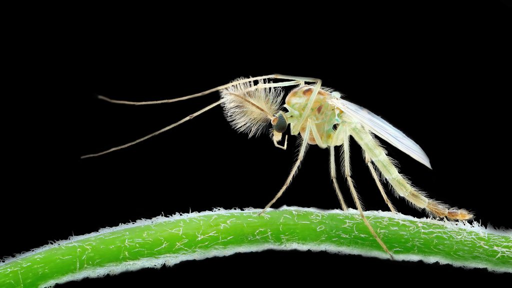 Close-up of a no-see-um on a green stem, with feathery antennae and clear wings