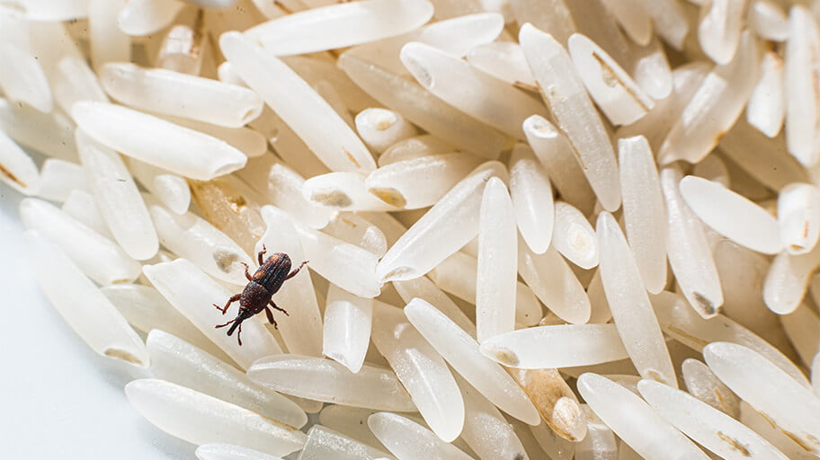 Close-up of a pantry bug crawling on uncooked white rice grains, indicating a kitchen pest infestation