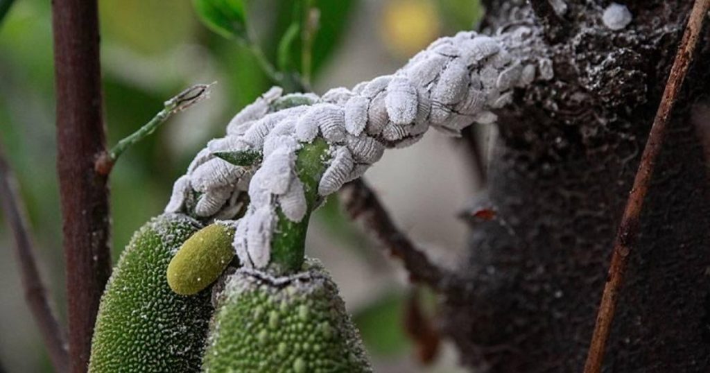 Close-up of a severe mealybug infestation on a mango plant, showing white, cotton-like pests clustering on stems and fruit