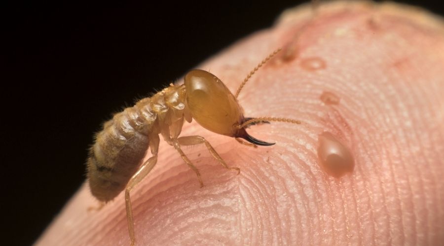 Close-up of a termite biting human skin with visible pincers and fine body details