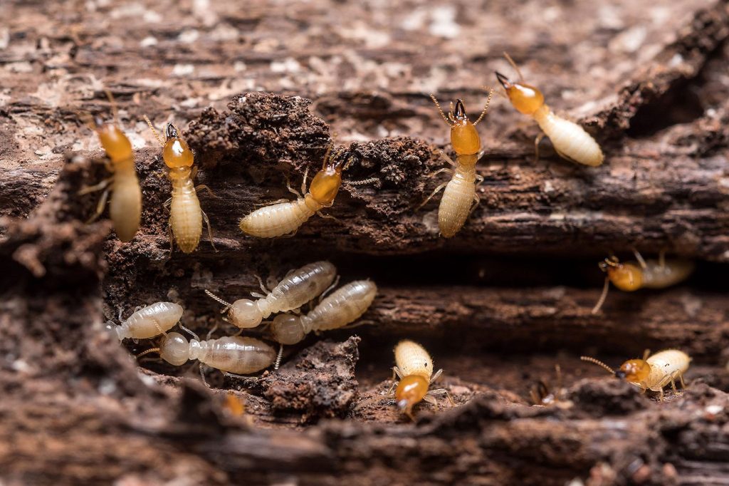 Close-up of termites infesting and chewing through damaged wood