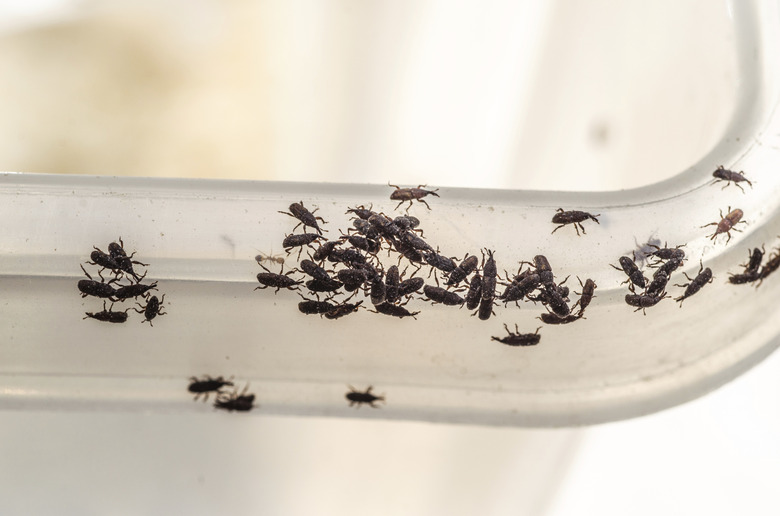 Cluster of tiny black bugs inside a plastic food container