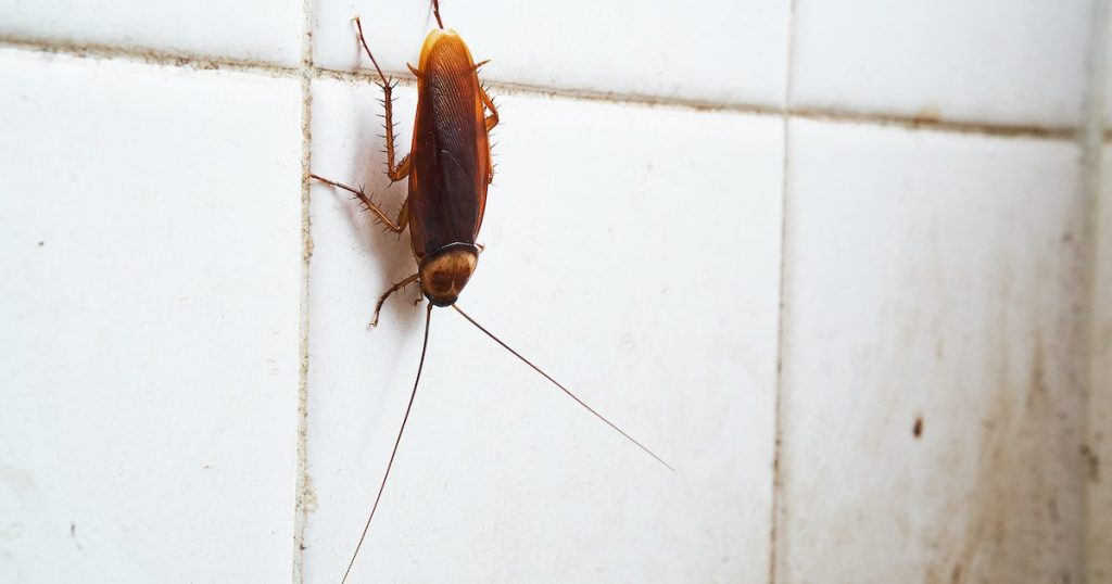Cockroach on a white tiled wall