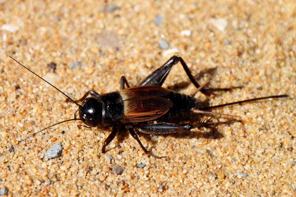 Field Cricket on a sandy surface