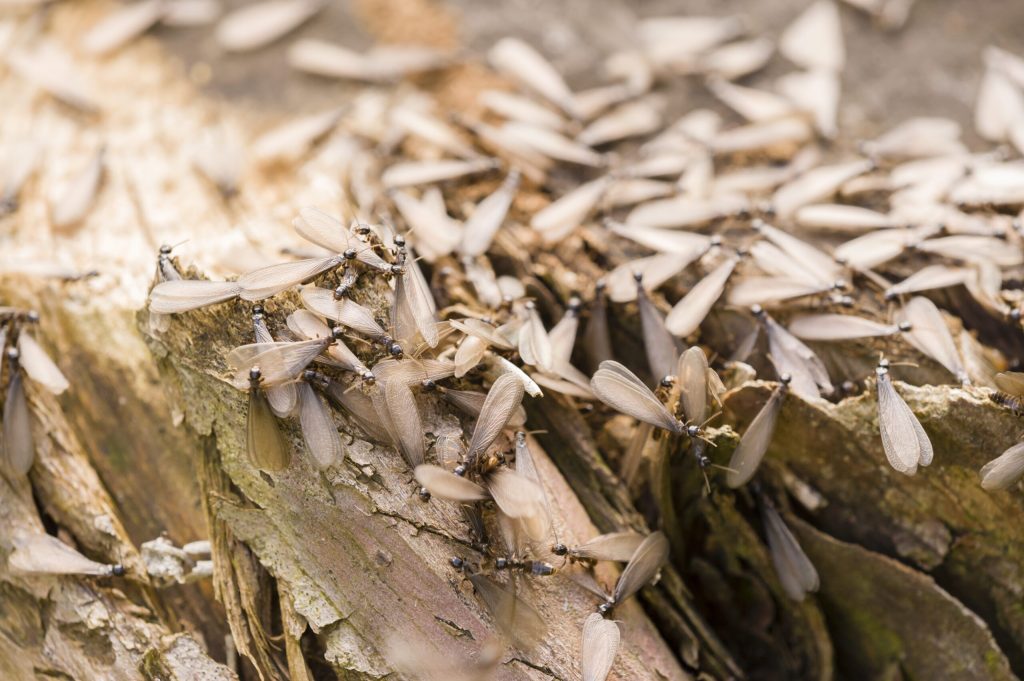 Group of winged termites swarming on decayed wood