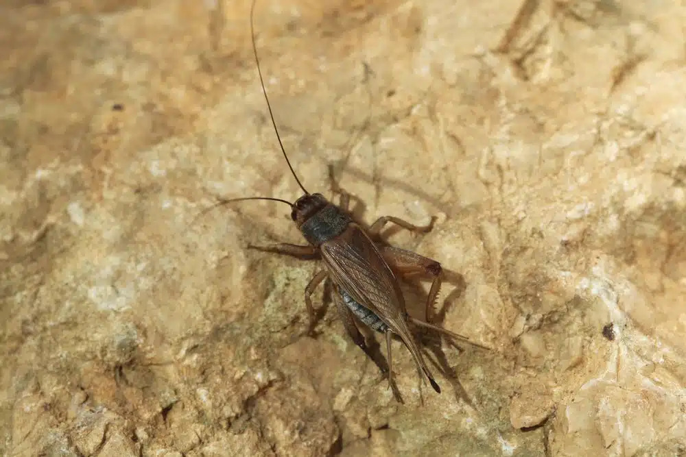 House Cricket close up