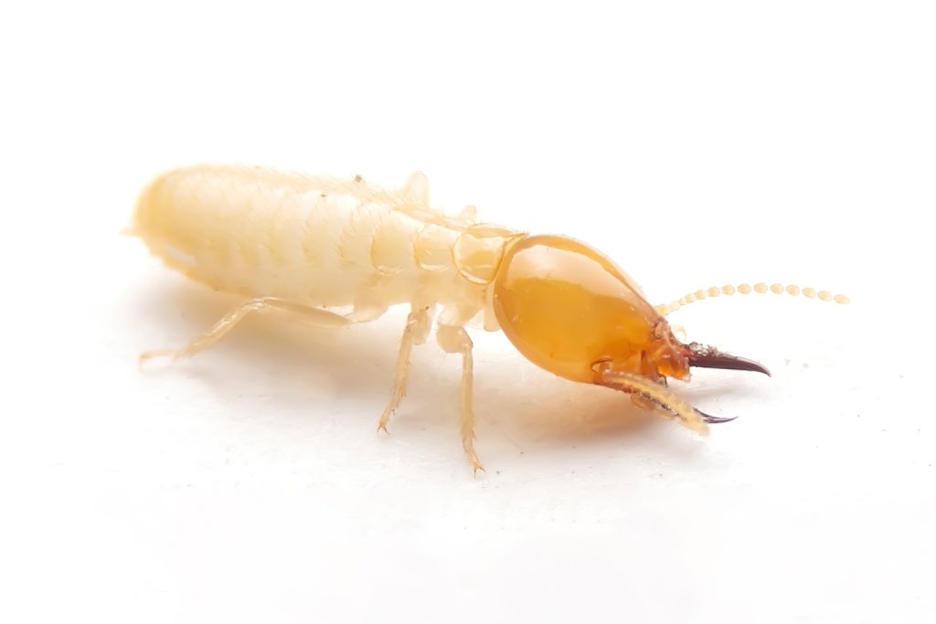 Subterranean Termite on a white background