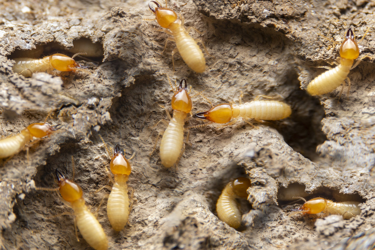 From Drywood to Conehead, the types of termites in Florida can seriously damage your home. Learn how to spot, stop, and prevent them today
