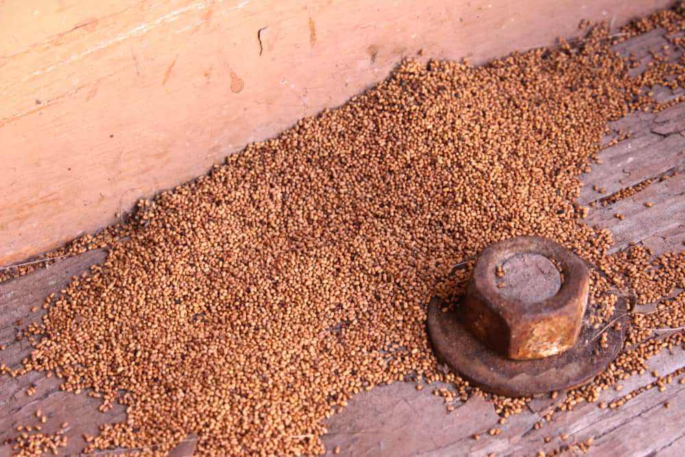 Termite droppings (frass) scattered in a pile near a rusty metal bolt on a wooden surface