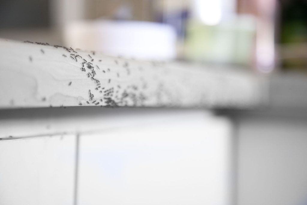 Trail of tiny black ants crawling along a kitchen countertop edge