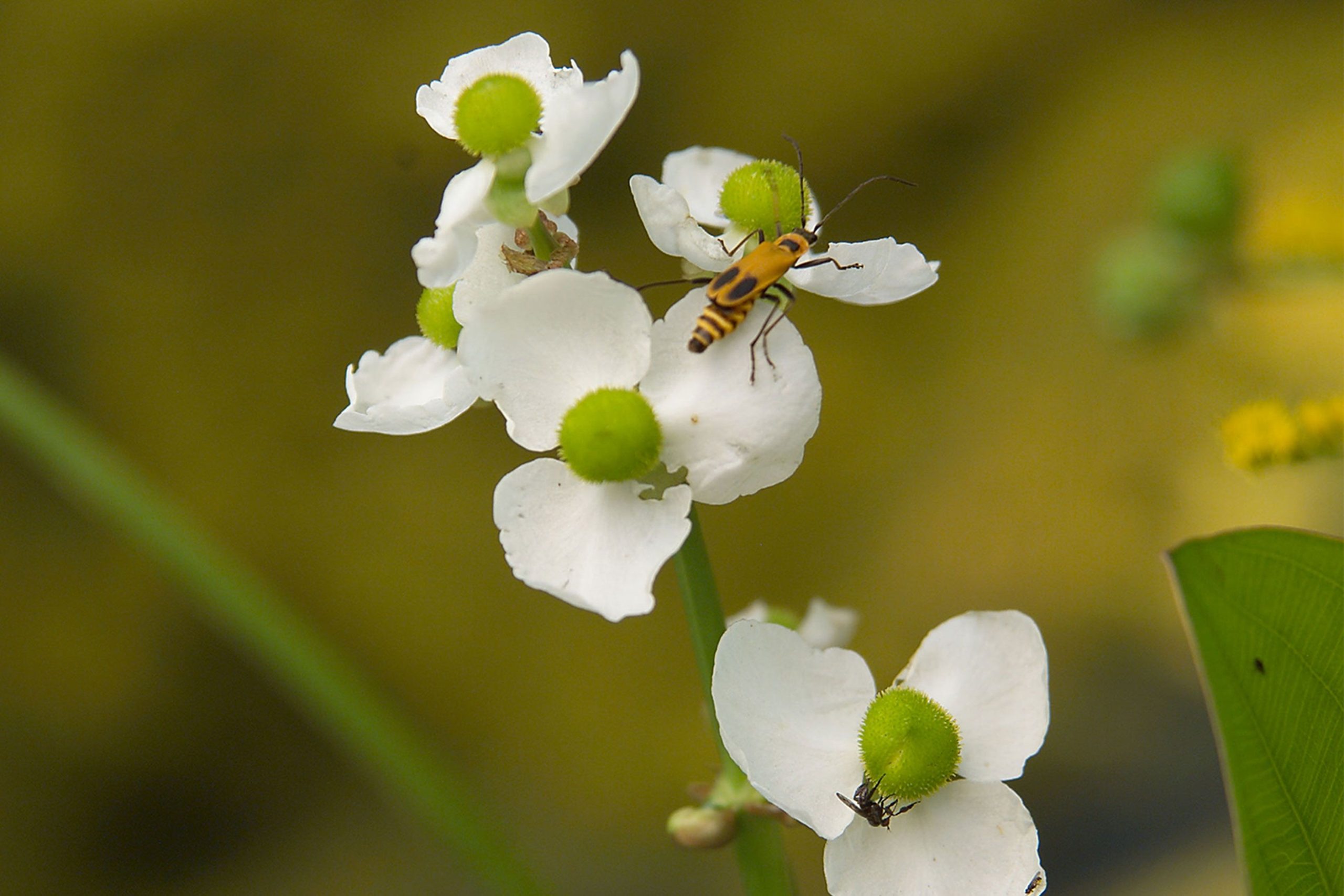Yellow and black beetle on white wildflower with green center