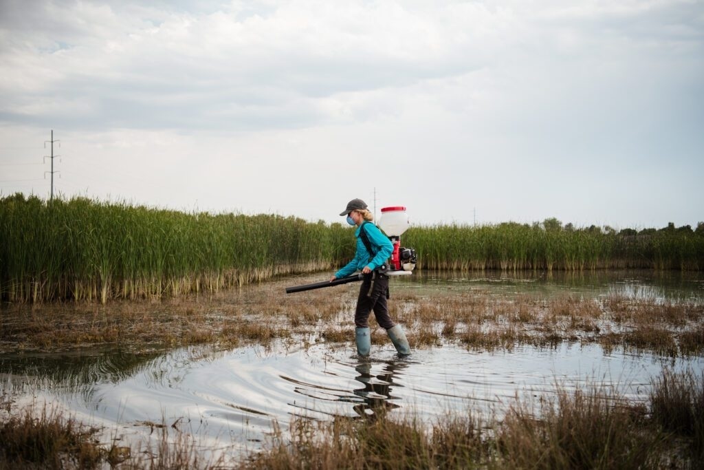 a female expert working on larvicide treatment