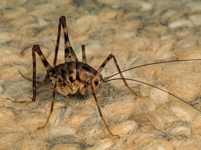 camel cricket closeup