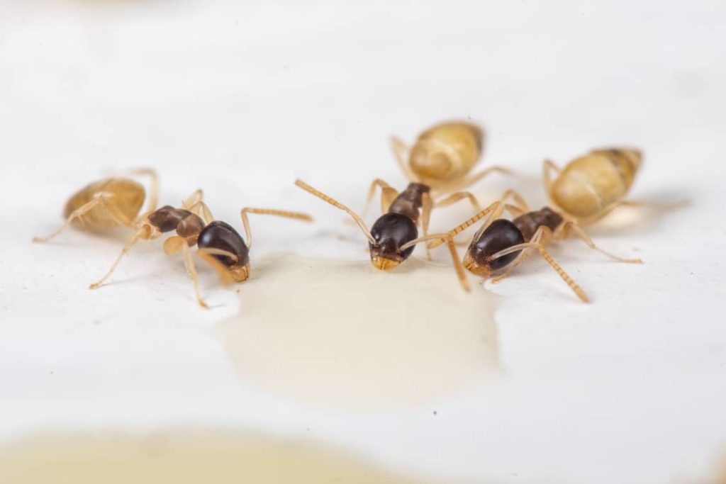 close up of 3 ghost ants