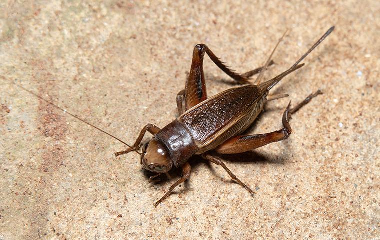 close up of a cricket