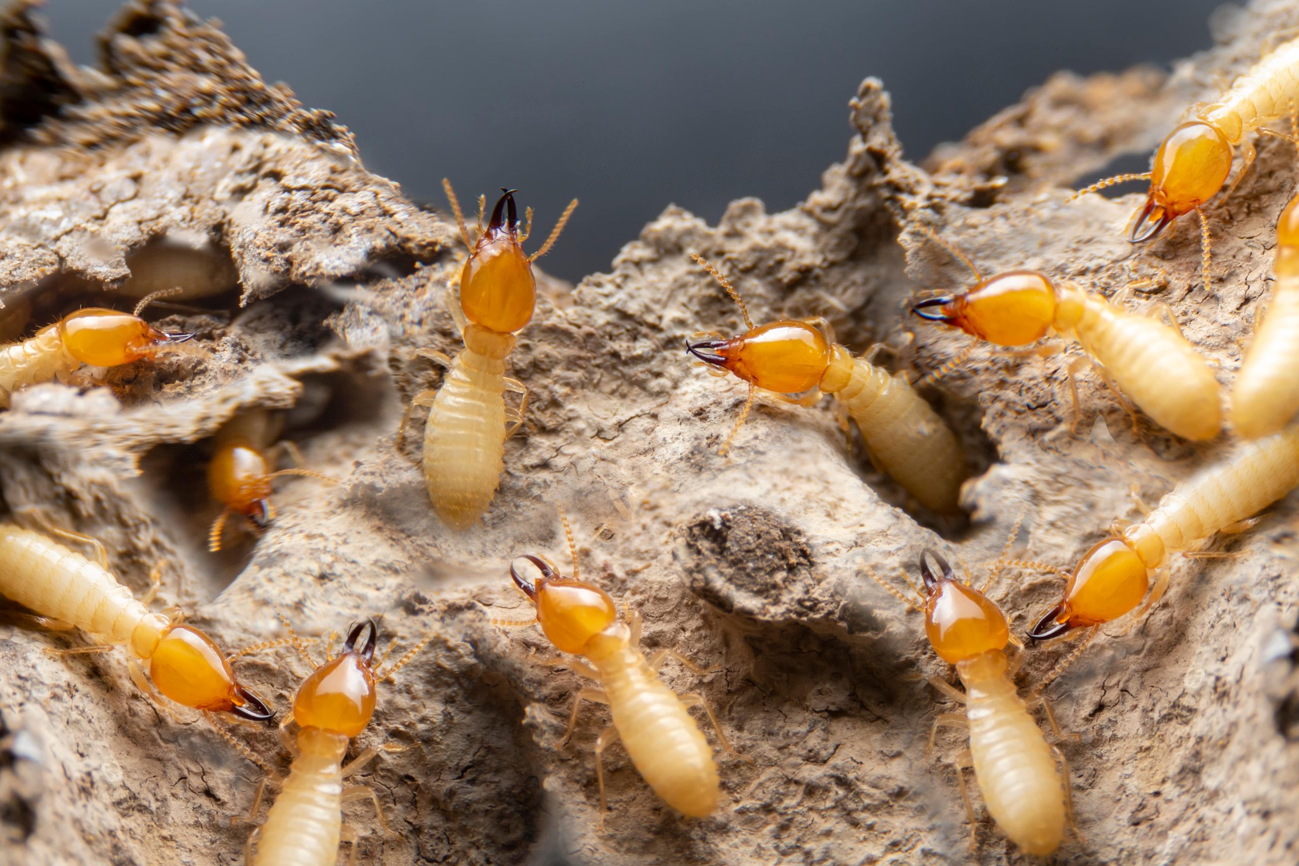 close up of termites