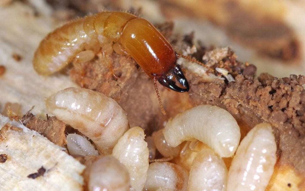 closeup of drywood termites