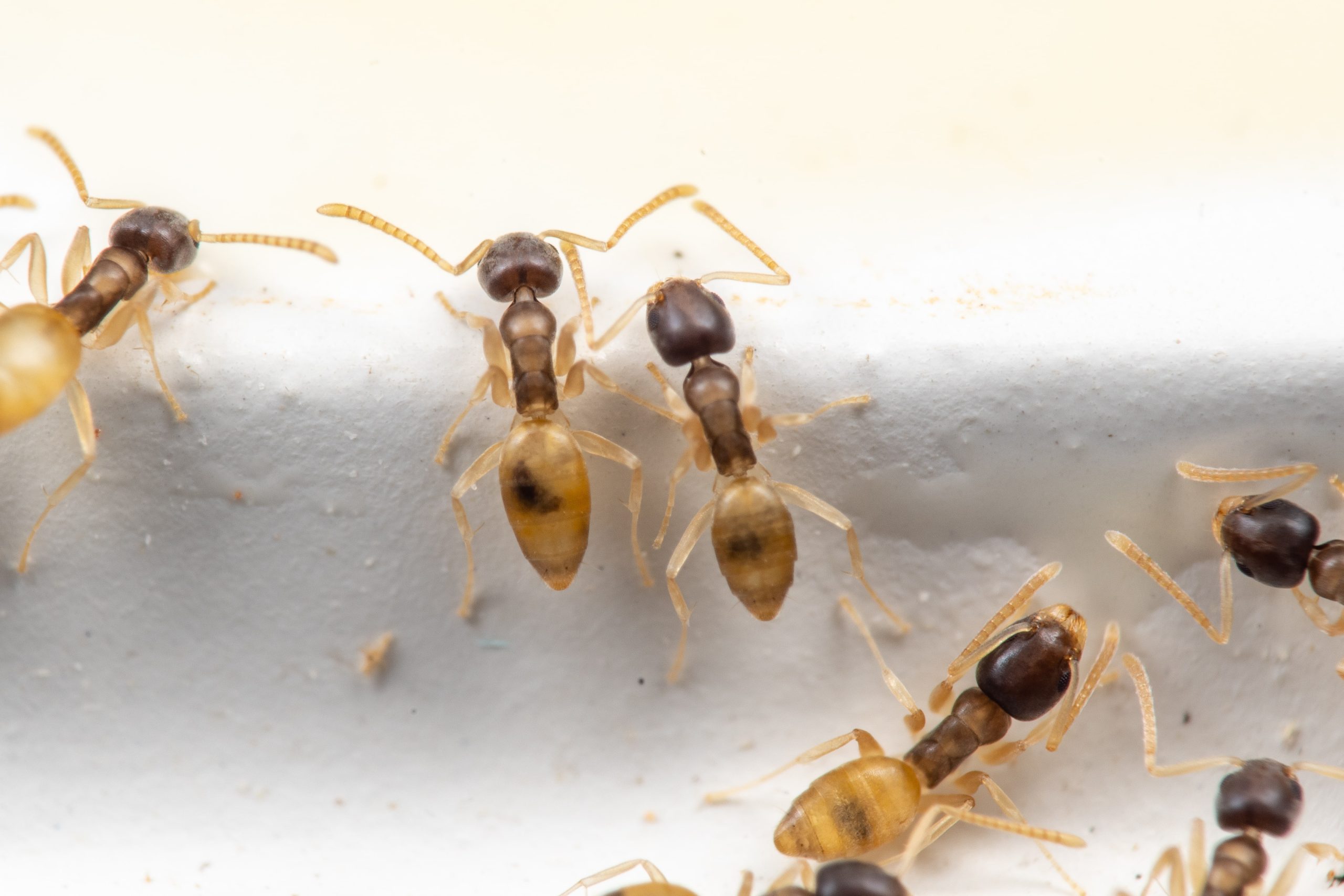 ghost ants close up