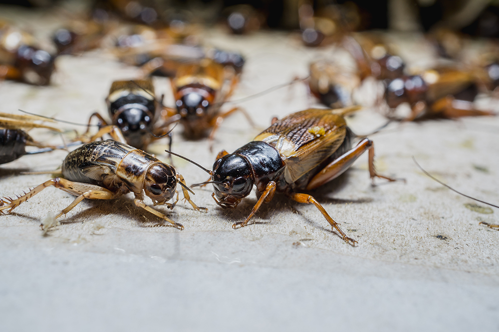 several crickets on a surface