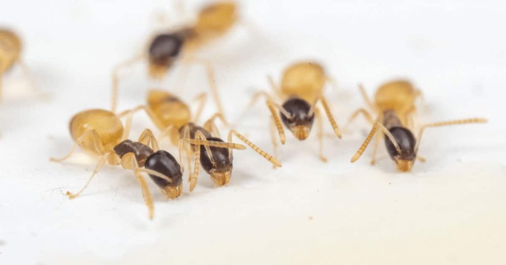 zoomed in view of ghost ants
