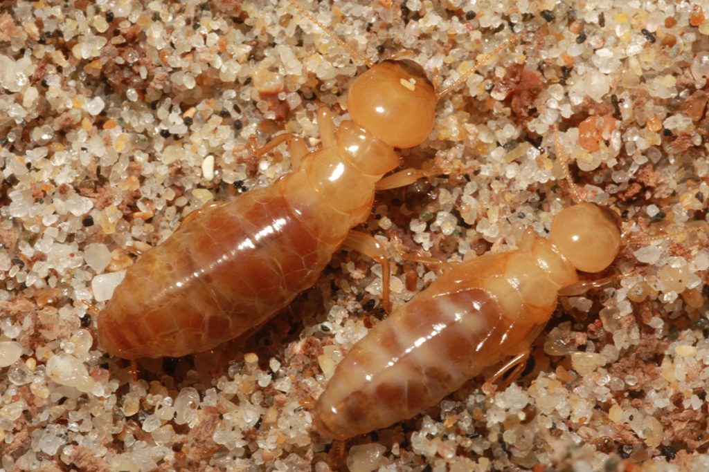 zoomed view of 2 dampwood termites