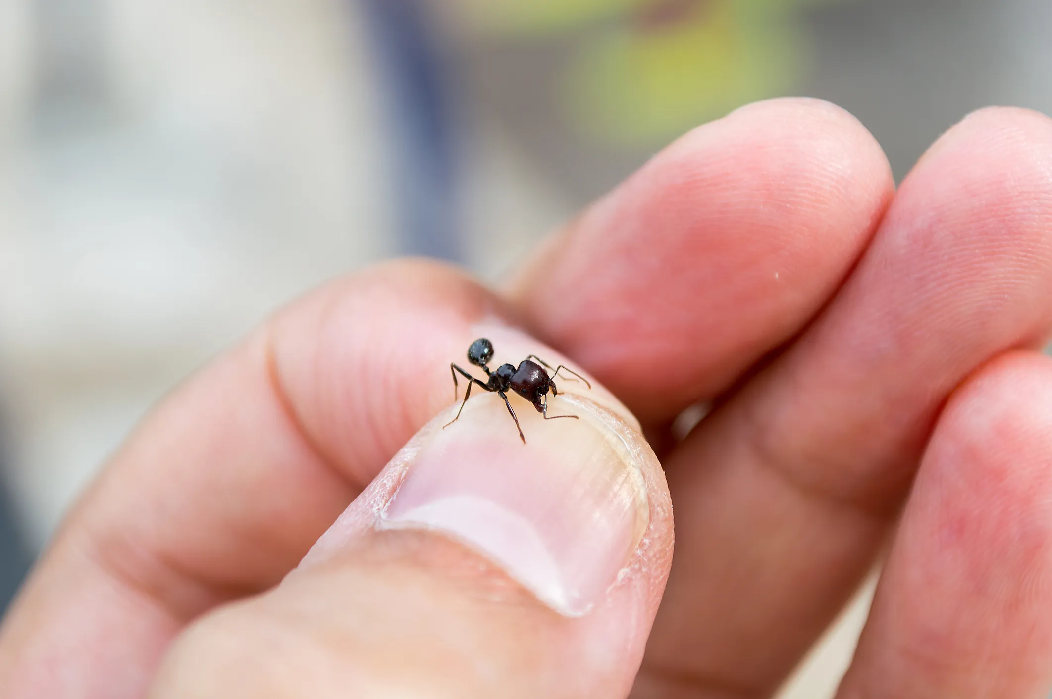 zoomed view of a human hand, an ant sitting on the nail