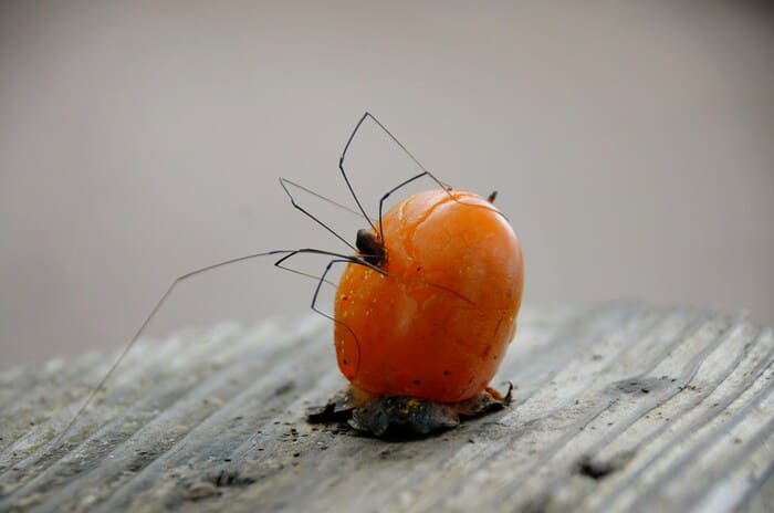 A daddy longlegs (harvestman) clings to an orange berry on a wooden surface, with its long, spindly legs extended around the fruit