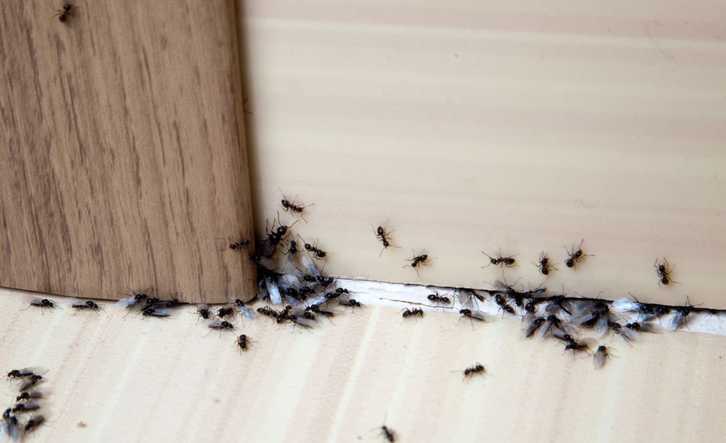 A group of ants, including winged ones, gathered along the edge of a wooden panel and floor inside a house