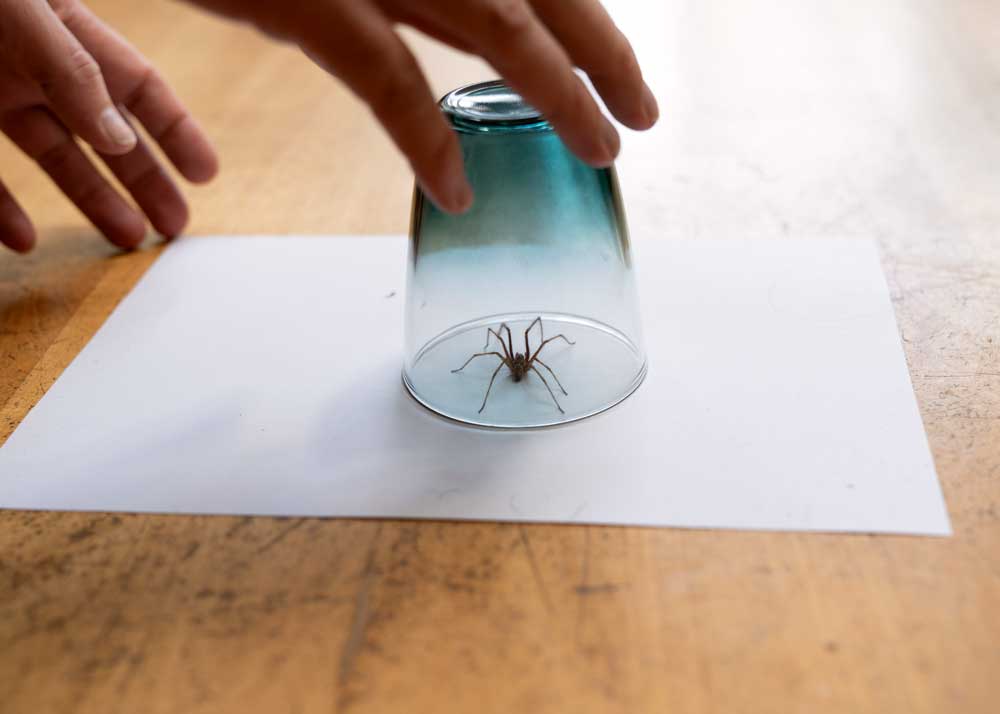 A spider trapped in a glass