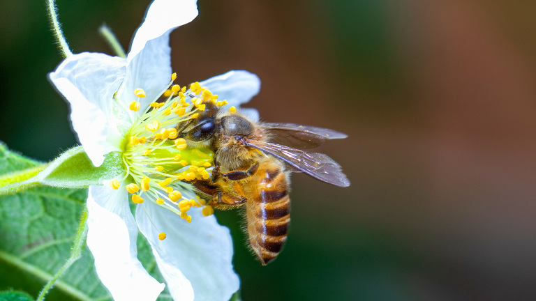 Close-up of a honeybee collecting pollen from a white flower with yellow stamens