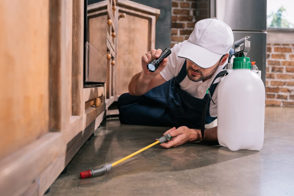 Pest control professional inspecting under kitchen cabinets with flashlight and sprayer