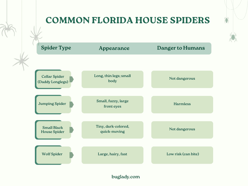 Table listing common Florida house spiders with their appearance and danger level to humans
