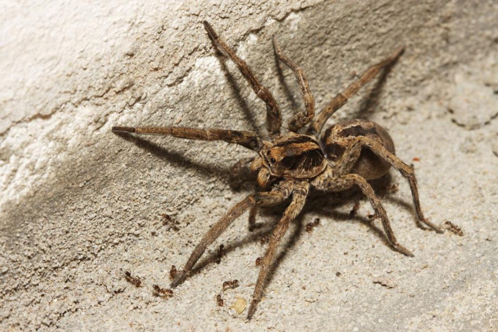 Wolf spider on sandy surface surrounded by small ants