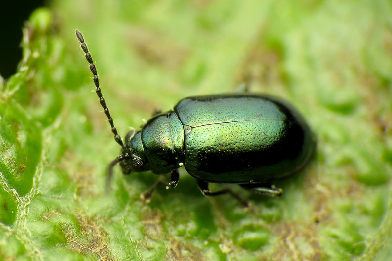 a flea beetle on a green surface