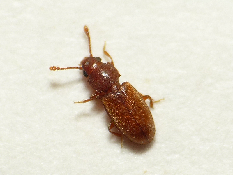 a grain beetle