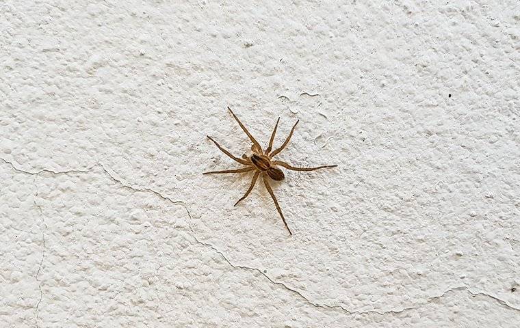 a spider on a surface