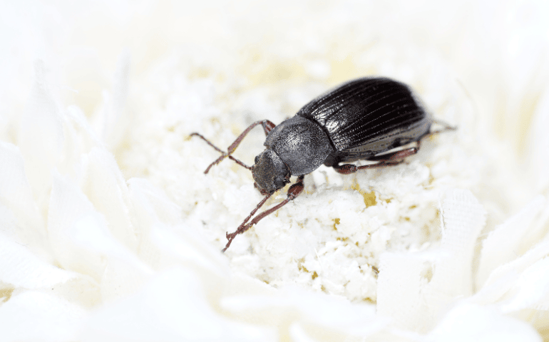 black beetle on a white surface