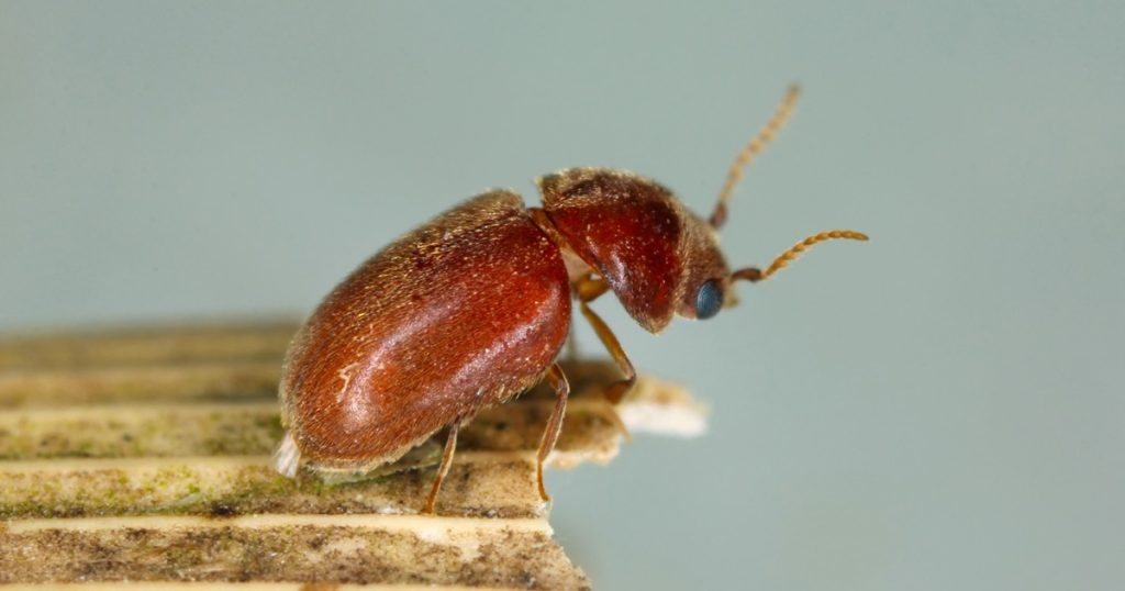 close up of a cigarette beetle