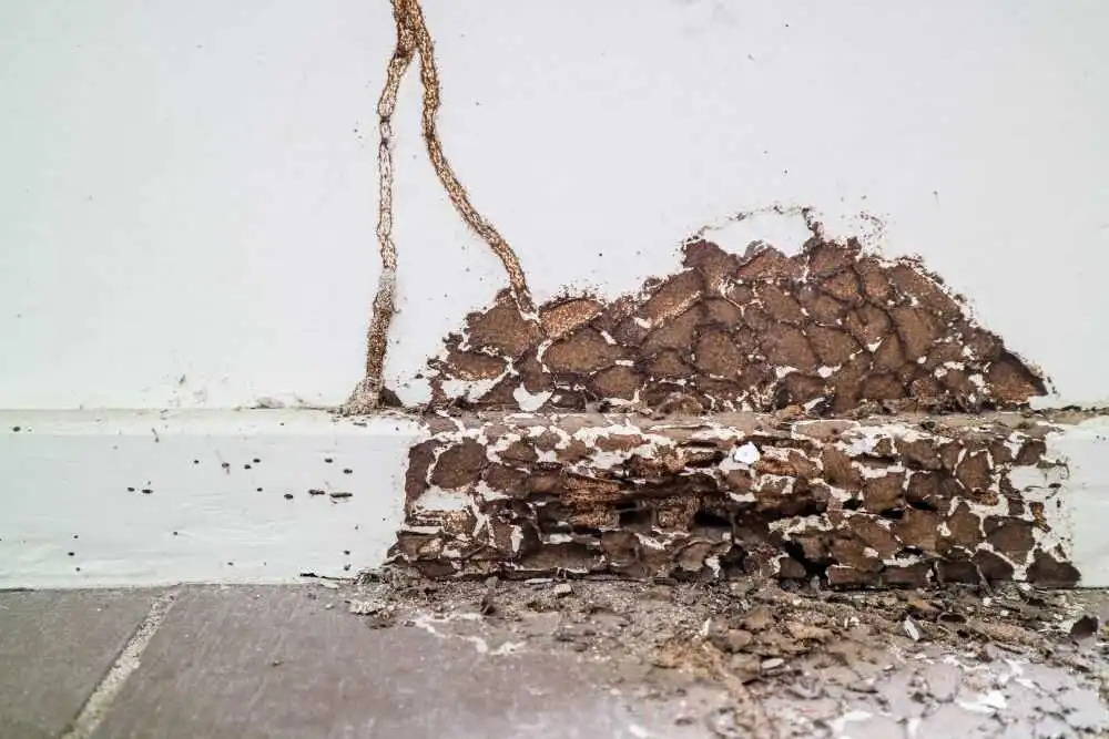 closeup of a wall with ant droppings