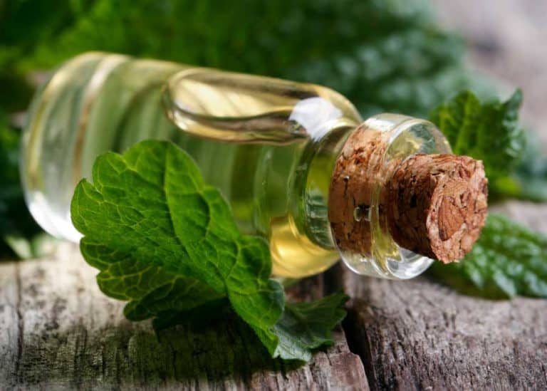 peppermint oil to avoid spiders