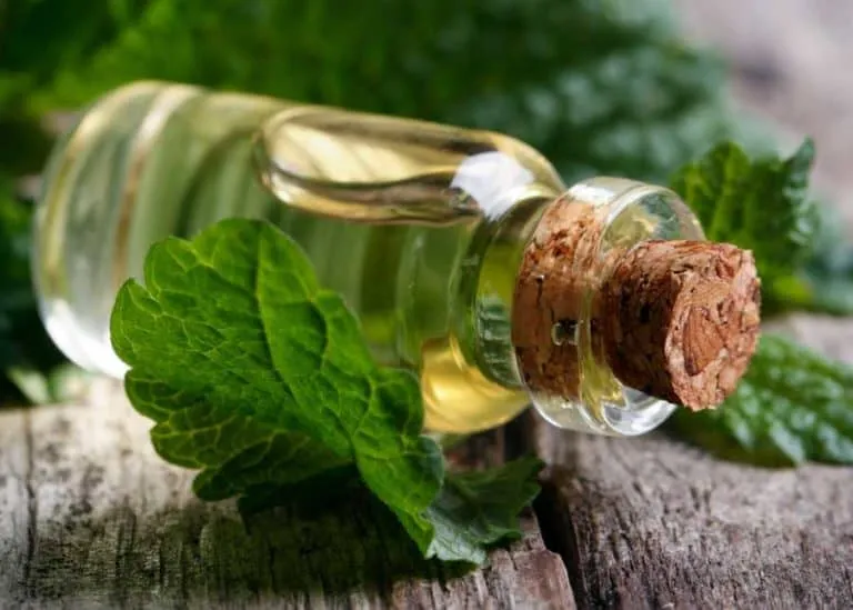 peppermint oil to avoid spiders