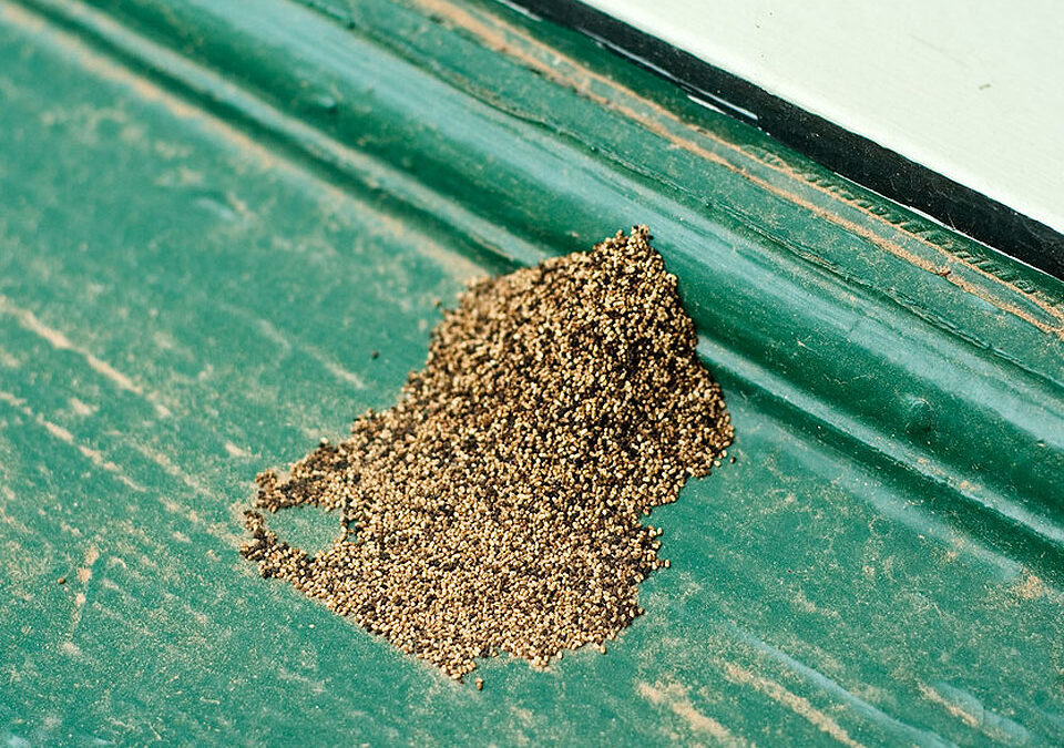 termite droppings on a surface