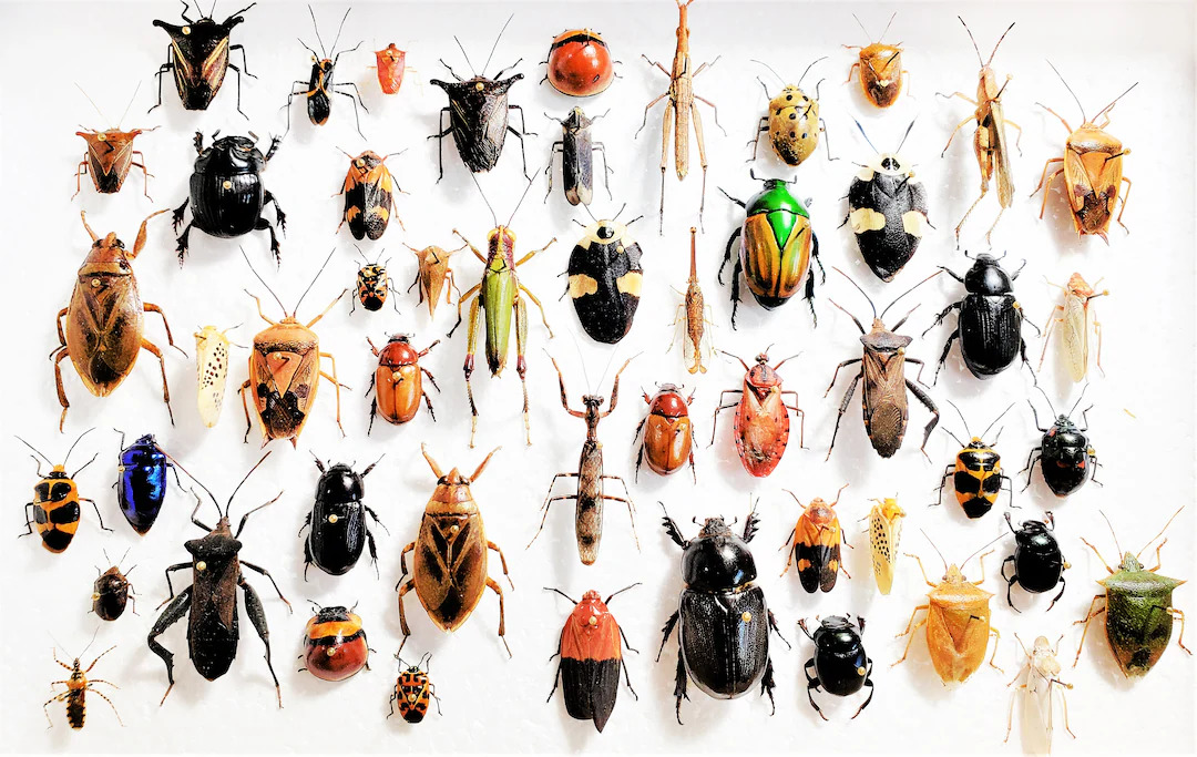 various types of beetles on a white background