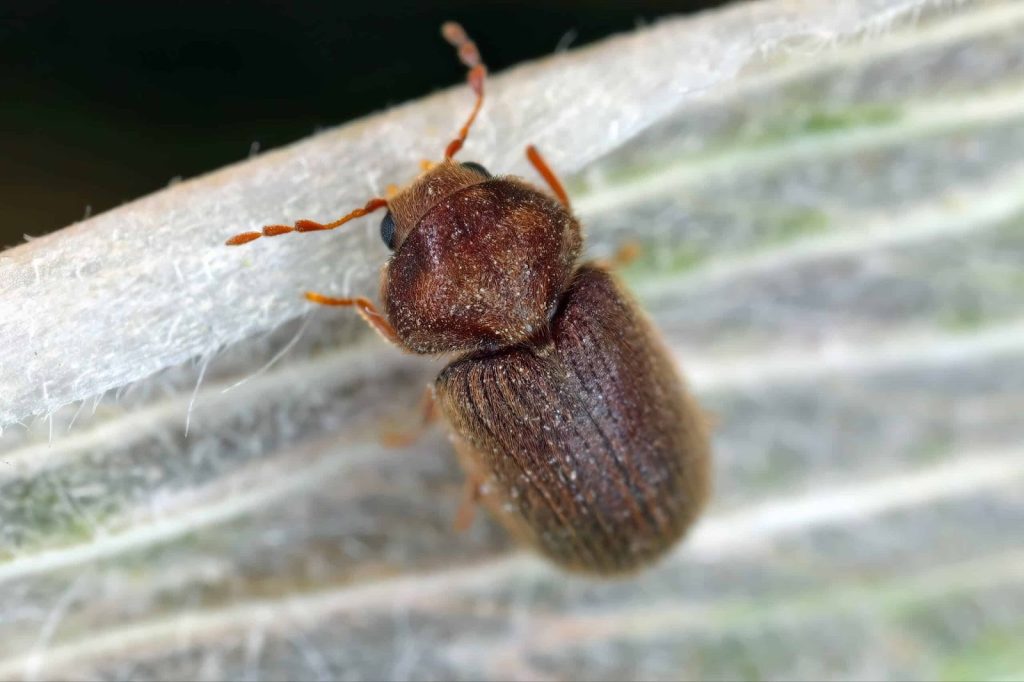 view of a drugstore beetle