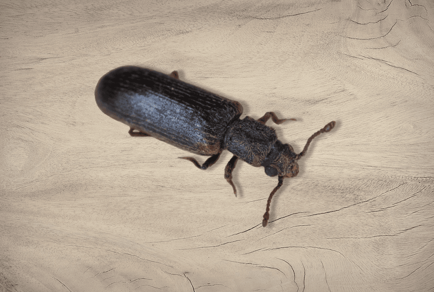 view of a ground beetle