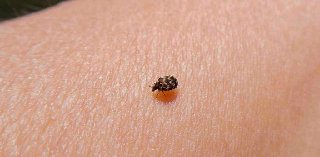 view of carpet beetle on human skin