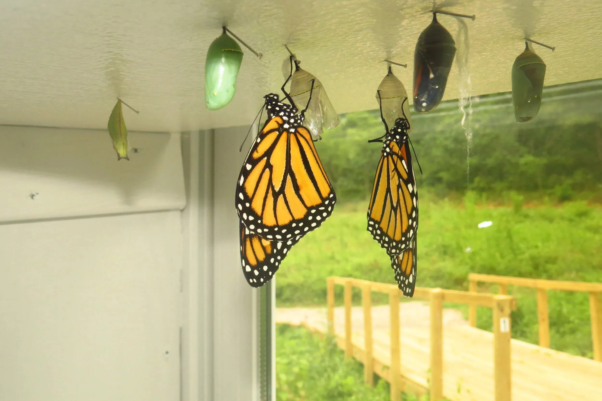 2 butterflies on a ceiling