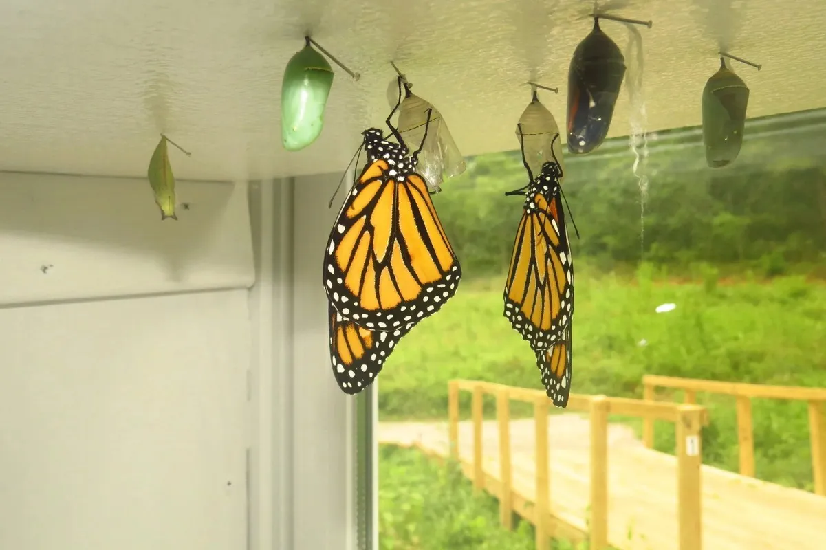 2 butterflies on a ceiling